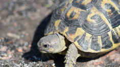 Corse : six mois de prison avec sursis et 140.000 euros d’amende pour destruction de tortues protégées