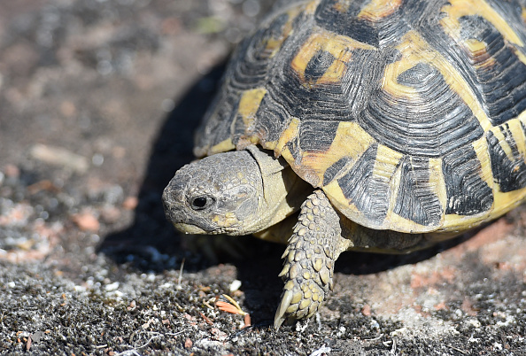 En 2019, "six cadavres de tortues d'Hermann et une mortellement blessée" ont été découverts sur place par des agents de l'Office français de la biodiversité (OFB). (Photo : SYLVAIN THOMAS/AFP via Getty Images)