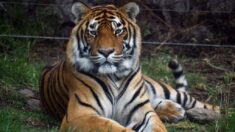 Inde: un tigre « mangeur d’hommes » abattu après avoir tué neuf personnes