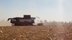 La Russie suspend l’accord sur les exportations de céréales ukrainiennes après une attaque