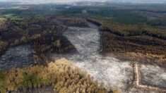 Après les feux de forêt en Gironde, les promoteurs de panneaux photovoltaïques lorgnent les parcelles calcinées
