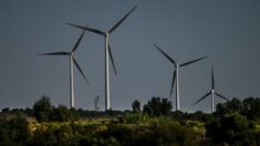 Gironde: des élus vent debout contre les éoliennes dans la forêt de la Double