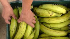 Guadeloupe: utilisation illicite d’une molécule pour faire jaunir les bananes plantains