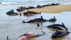 Nouvelle-Zélande: 500 dauphins-pilotes sont morts échoués dans l’archipel de Chatham