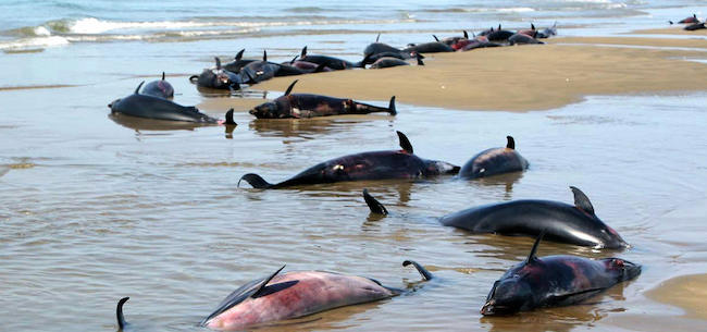  Une photo datée du 26 octobre 2007 montre des dauphins échoués au large du port de Jask, dans le sud de l'Iran. (Photo : STR/AFP via Getty Images)