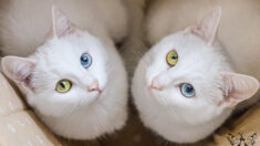 [PHOTOS] Admirez ces adorables chats jumeaux au regard incroyable