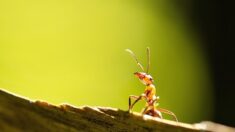 La « fourmi électrique », espèce envahissante à la piqûre douloureuse, détectée pour la première fois en France