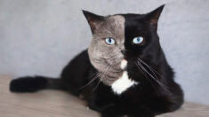 [PHOTOS] Un chat  a un son visage bicolore atypique: «Il est juste unique»