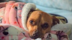 États-Unis : Pebbles, le plus vieux chien du monde est décédé à l’âge de 22 ans