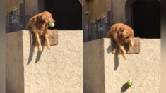 Un golden retriever se tient en haut d’un mur et fait tomber des balles en demandant aux gens de jouer – ça marche à tous les coups