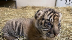 Un tigre de Sumatra a vu le jour au zoo d’Amiens