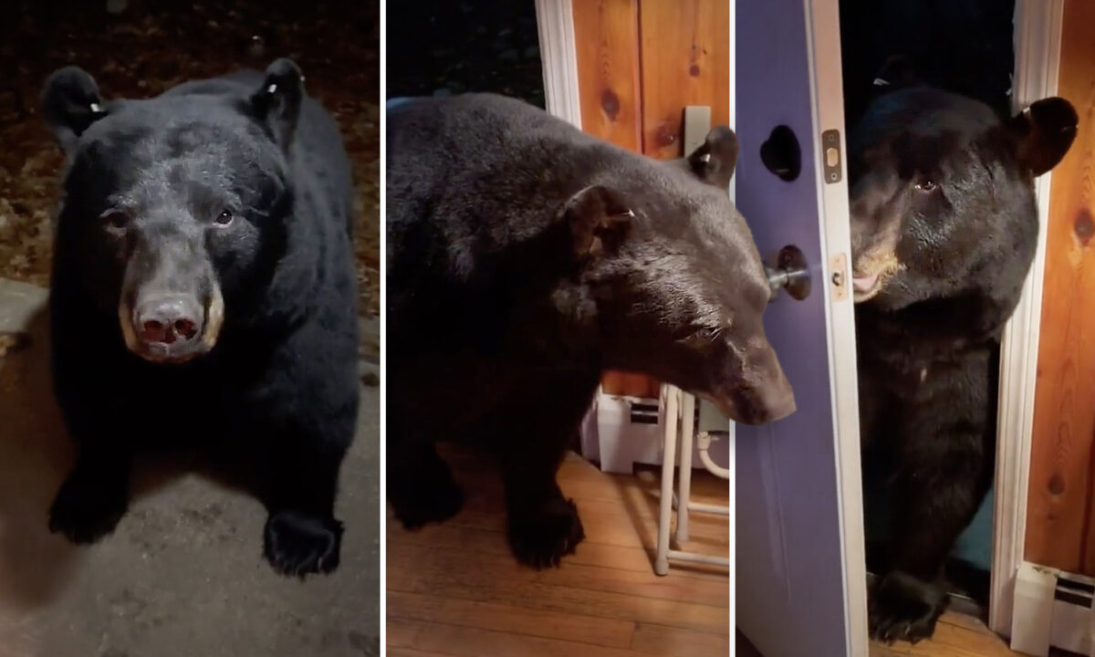 [VIDÉO] Une femme du New Jersey demande à un ours intrus de fermer la porte pour elle, et il le fait