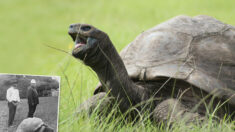 Faites connaissance avec le plus vieil animal terrestre au monde, Jonathan la tortue, âgé de 190 ans