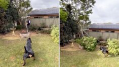 [VIDÉO] Un rottweiler serviable aide son propriétaire à couper une branche d’arbre