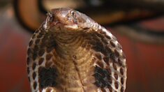 Suède : l’évasion du cobra royal « Houdini » entraîne la fermeture d’un zoo