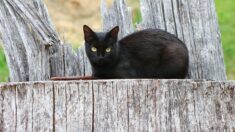 « Je ne l’ai pas retrouvée, ON l’a retrouvée »: il récupère sa chatte disparue depuis 4 mois grâce à un incroyable élan de solidarité