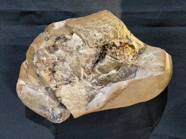 Les poissons fossiles utilisés dans cette étude ont été découverts dans la formation de Gogo dans la région de Kimberley, en Australie. Curtin University.