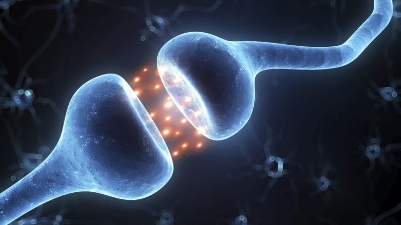 Neurones libérant des neurotransmetteurs chimiques au niveau de la synapse (Eraxion/thinkstockphotos.com).