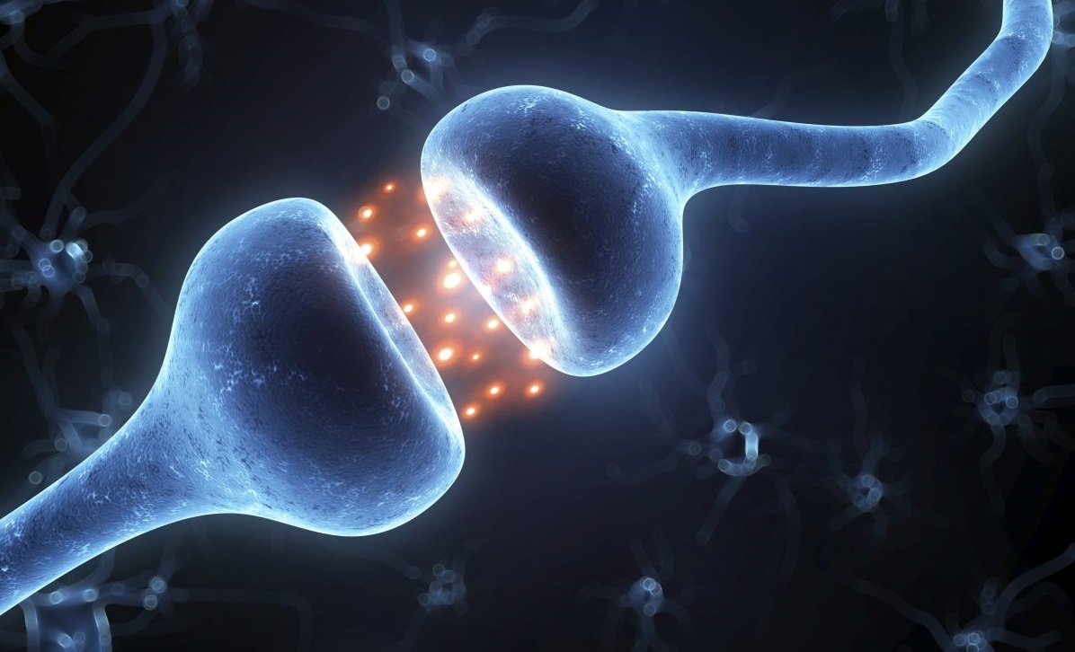 Est-il possible de régénérer les cellules du cerveau?
