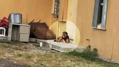 Un chien abandonné monte la garde devant la maison pendant un mois après avoir été abandonné par sa famille