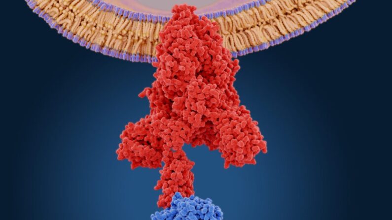 La protéine spike du coronavirus (en rouge) permet au virus d'entrer dans les cellules hôtes. Elle se lie à l'enzyme de conversion de l'angiotensine 2 (en bleu). (Juan Gaertner/Shutterstock)