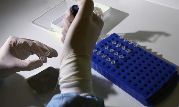 Laborantin travaillant au développement d’un vaccin contre la grippe H1N1 ou grippe "porcine". (Jeff J. Mitchell/Getty Images)