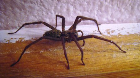 Parole d’entomologiste: laissez la vie sauve aux araignées de la maison!