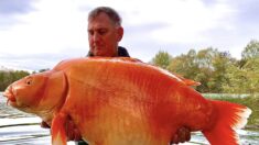 Aube : il pêche un poisson rouge de plus de 30 kilos !