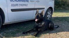 Un chien de la gendarmerie retrouve une randonneuse de 69 ans disparue