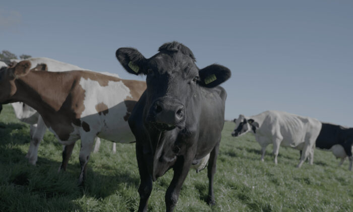 Vaches néerlandaises de la ferme de Robbin Voorend, qui devrait subir une réduction de 90 à 95 % de son cheptel dans le cadre du plan gouvernemental sur les émissions d'azote. (Epoch Times).
