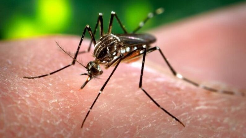 Aedes aegypti, le moustique vecteur principal de la dengue, de l'infection à virus Zika, du chikungunya et de la fièvre jaune. (Photo de James Gathany - PHIL, CDC, Domaine public)