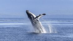 Les baleines bleues absorbent jusqu’à 43,6 kilos de morceaux de microplastiques par jour, d’après une étude