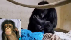 Une vidéo capture la réunion émouvante d’une maman chimpanzé et de son bébé, 2 jours après une césarienne d’urgence