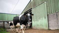 Orne: Enedis condamné à verser 140.000 euros à un producteur de lait, la société fait appel