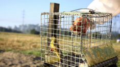 Cages, filets… le Conseil d’État confirme l’illégalité de plusieurs chasses traditionnelles d’oiseaux