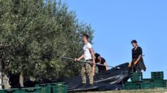 En Bosnie, les olives s’épanouissent à la faveur du changement climatique