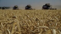 Ukraine: un milliard d’euros mobilisés pour soutenir les exportations de céréales