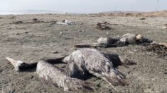 Grippe aviaire: près de 14.000 oiseaux de mer retrouvés morts au Pérou