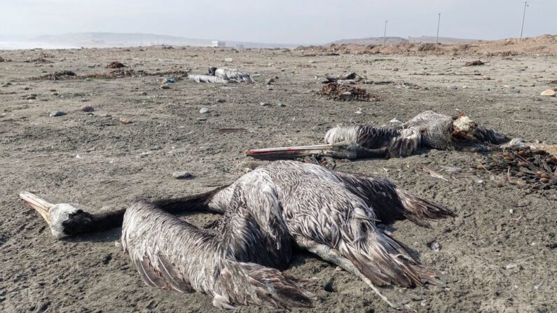 Des pélicans soupçonnés d'être morts de la grippe aviaire H5N1, sur une plage de Lima, le 24 novembre 2022. (Photo: CARLOS MANDUJANO/AFP via Getty Images)