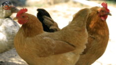 Gard : premier foyer de grippe aviaire H5NI détecté dans une basse-cour à Fourques