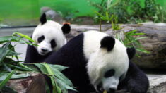 De nombreux pays renvoient leurs pandas géants en Chine: la « diplomatie du panda » touche à sa fin