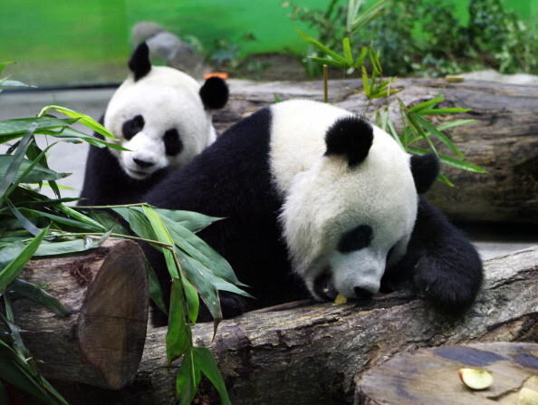 Les pandas géants de Chine, Tuan Tuan et Yuan Yuan, dans leur enceinte au zoo de la ville de Taipei à Muzha le 24 janvier 2009. (Photo GUO Ru-hsiao/AFP via Getty Images)