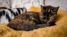 Âgé de bientôt 27 ans, Flossie est le plus vieux chat du monde