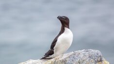 Afflux inhabituel de pingouins Torda en Corse et sur le pourtour méditerranéen