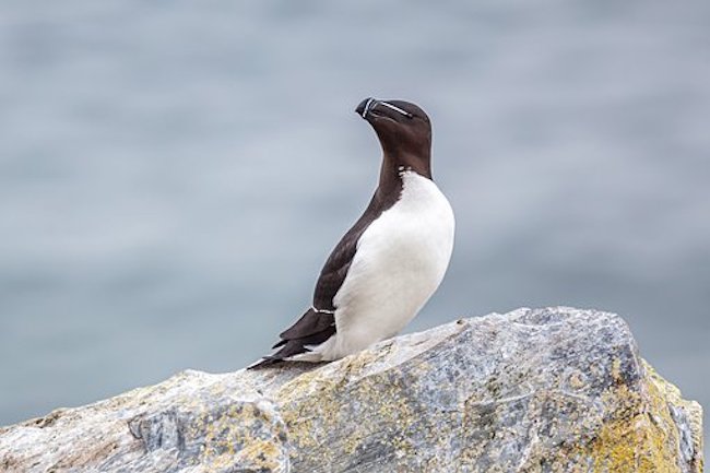 Un pingouin Torda. (Photo : Pixabay/chrisstenger)