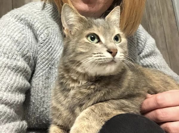 La chatte Cocci a été retrouvée dans la Meuse par un couple qui l'a signalée sur Pet Alert (Facebook)