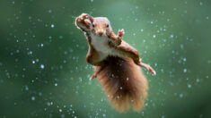 Les finalistes du Comedy Wildlife Photo Awards 2022 sont dévoilés: des écureuils maîtres kung-fu, des singes faisant la RCR et bien d’autres