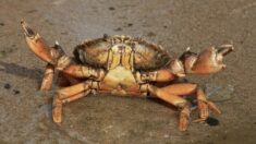 Il récupère un crabe d’un supermarché pour le ramener en auto-stop jusqu’à la mer de Nancy à Brest
