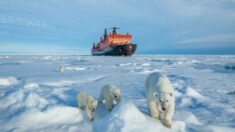  Photos exclusives d’une maman ourse avec ses trois oursons au pôle Nord