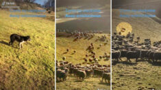 [VIDÉO] Des border collies ultra talentueux rassemblent 700 moutons à la vitesse de l’éclair